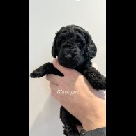 Cockapoo - Both
