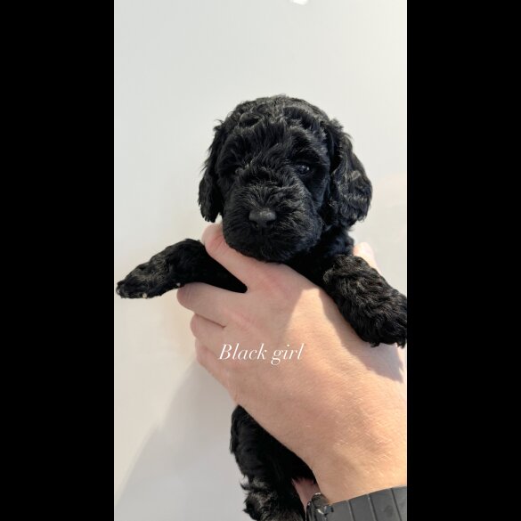 Cockapoo - Both