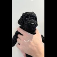 Cockapoo - Both