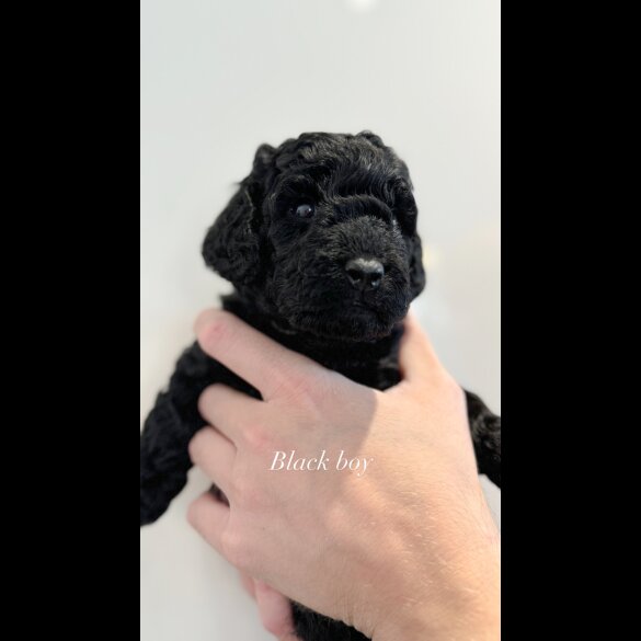 Cockapoo - Both