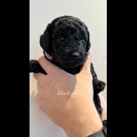 Cockapoo - Both