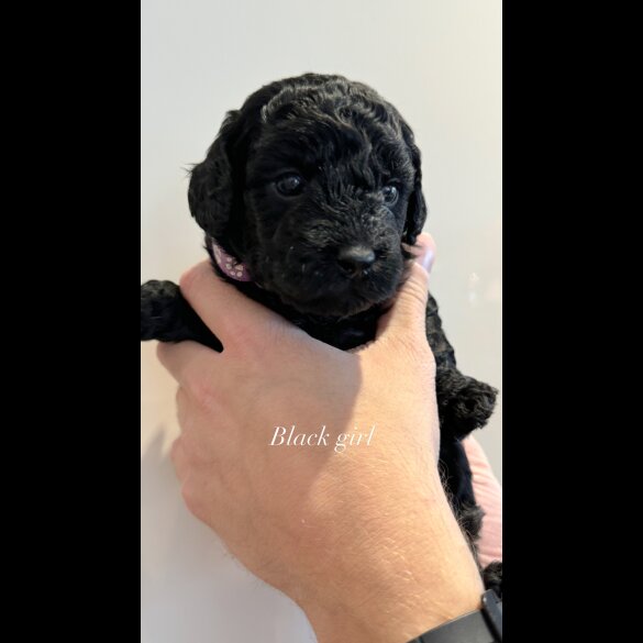Cockapoo - Both