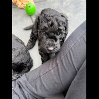 Cockapoo - Both