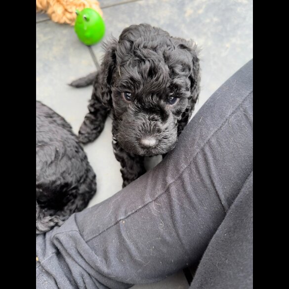 Cockapoo - Both