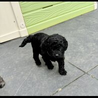 Cockapoo - Both