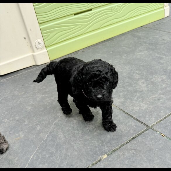 Cockapoo - Both