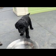 Cockapoo - Both