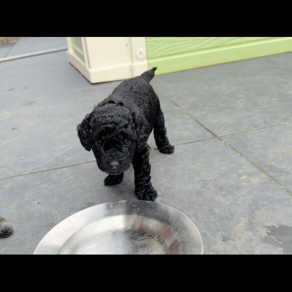 Cockapoo - Both