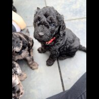 Cockapoo - Both