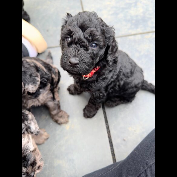 Cockapoo - Both
