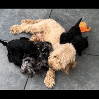 Cockapoo - Both