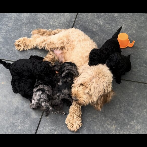 Cockapoo - Both