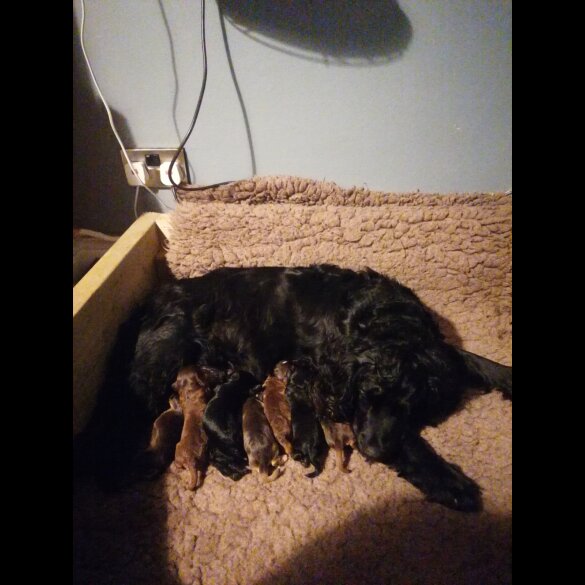 Cockapoo - Both