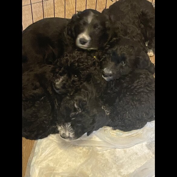 Cockapoo - Both