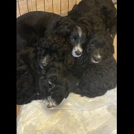 Cockapoo - Both