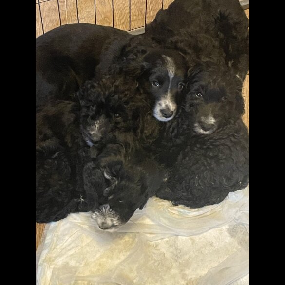 Cockapoo - Both