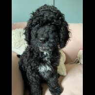 Cockapoo - Both