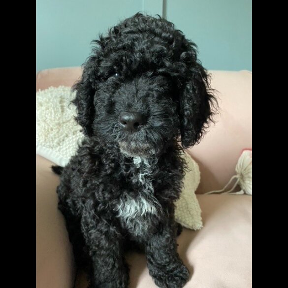 Cockapoo - Both