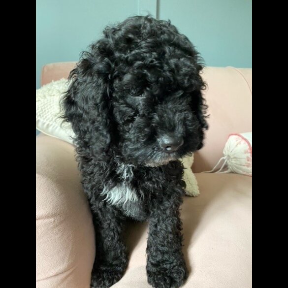 Cockapoo - Both