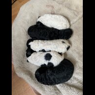 Cockapoo - Both