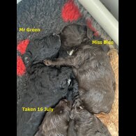 Cockapoo - Dogs