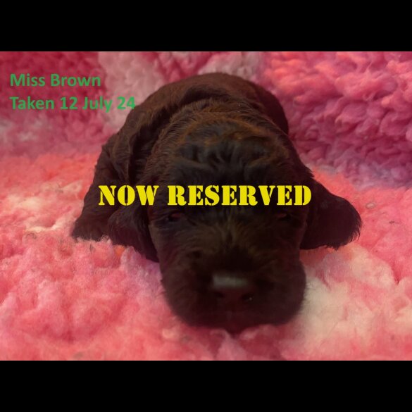 Cockapoo - Dogs