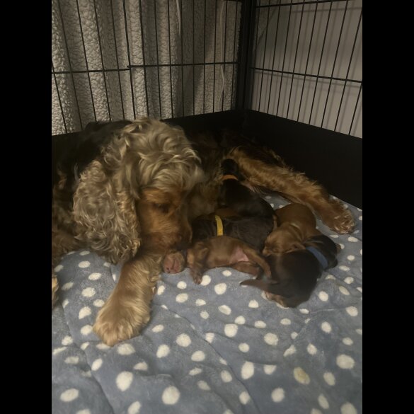 Cockapoo - Both