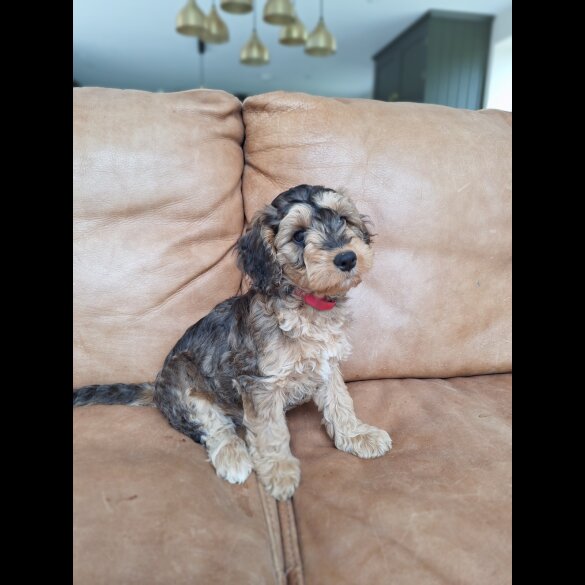 Cockapoo - Both