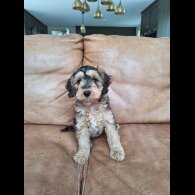 Cockapoo - Both