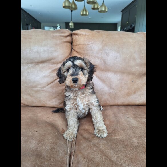 Cockapoo - Both