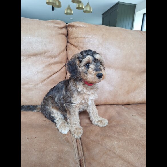 Cockapoo - Both