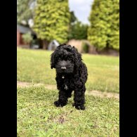 Cockapoo - Both