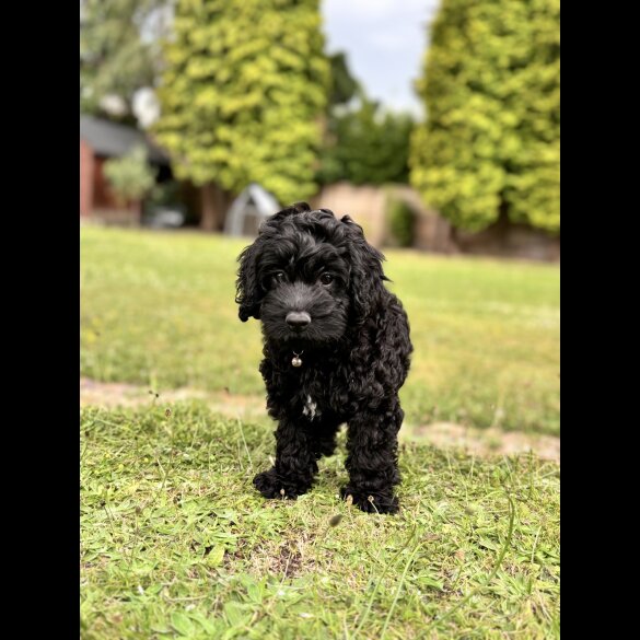 Cockapoo - Both