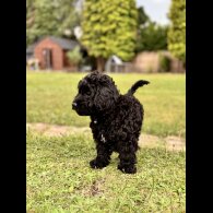 Cockapoo - Both