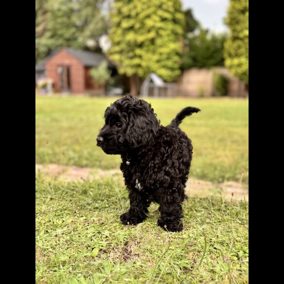 Cockapoo - Both
