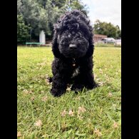 Cockapoo - Both