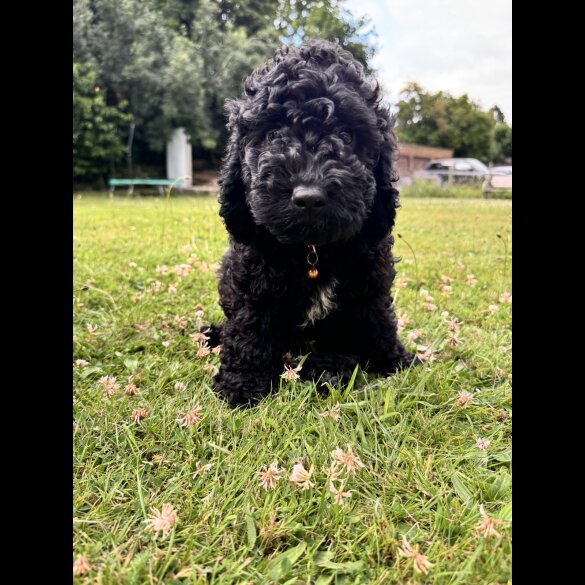 Cockapoo - Both
