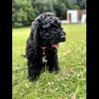 Cockapoo - Both
