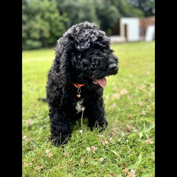 Cockapoo - Both