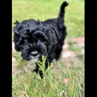 Cockapoo - Both