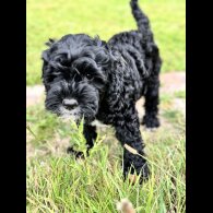 Cockapoo - Both
