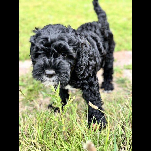 Cockapoo - Both
