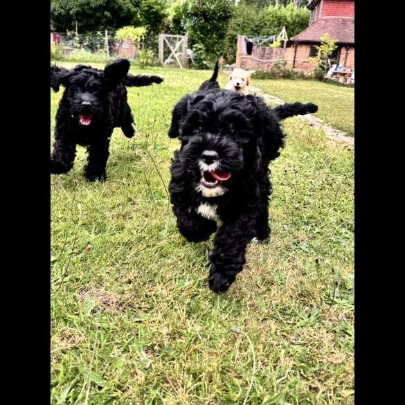 Cockapoo - Both