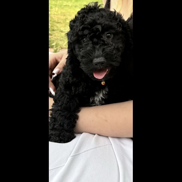 Cockapoo - Both