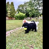 Cockapoo - Both