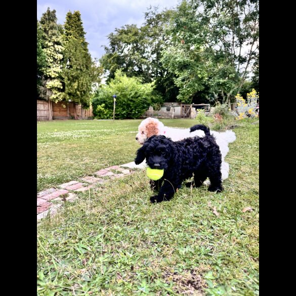 Cockapoo - Both
