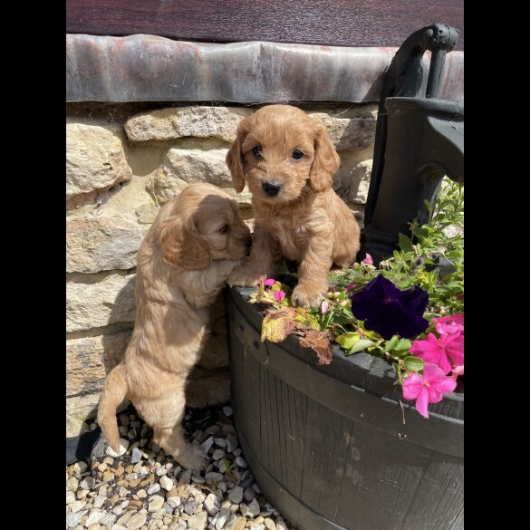 Cockapoo - Both