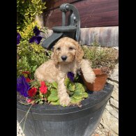 Cockapoo - Both