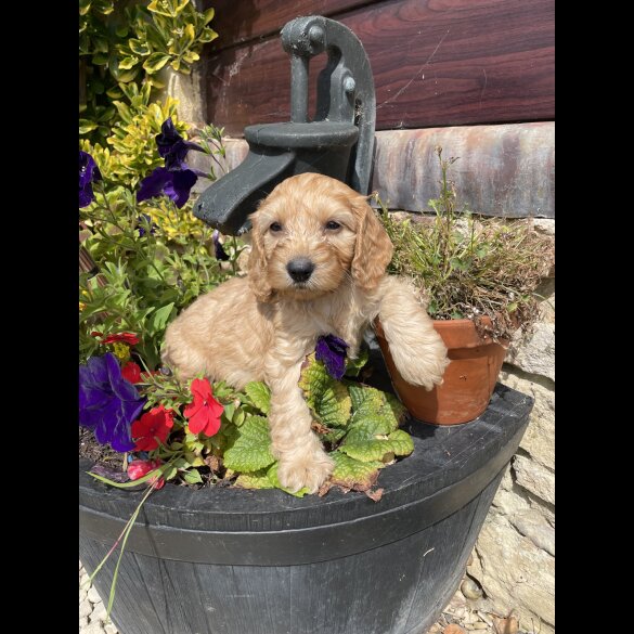 Cockapoo - Both