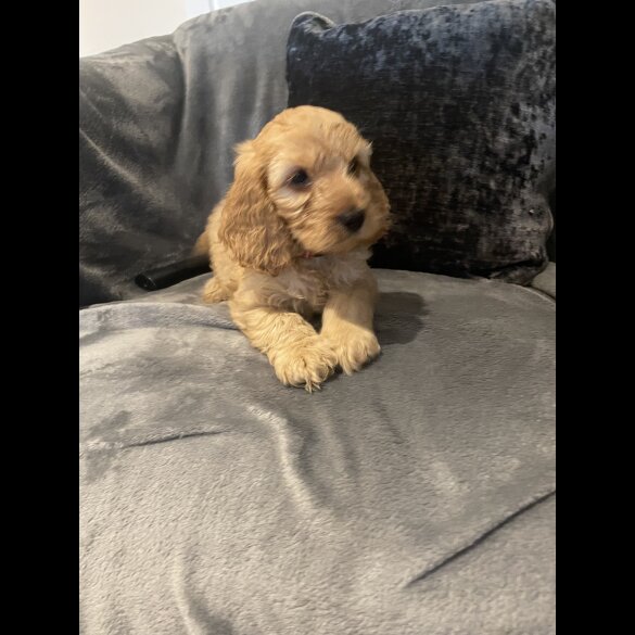 Cockapoo - Both